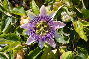 Intricate flower of a passion fruit
