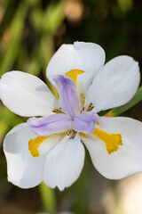 Isolated white African lily flower
