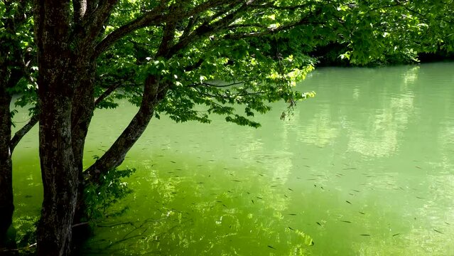 Fish swimming in Boraboy lake. Green leaves swaying in the wind.