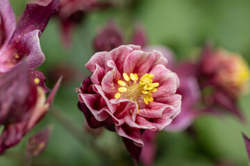 Tender purple pink white aquilegia bells flowers on the sunny weather.