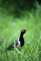 red winged blackbird