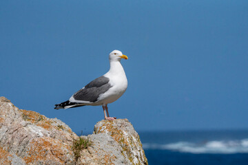 seagull on the rock