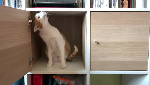 curious cat hide inside the cupboard