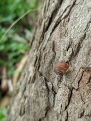 snail climbing tree