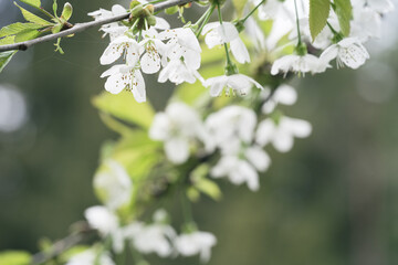 natural plant defocused background with blooming apple tree and copy space