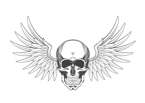 Vintage monochrome highly detailed skull with wings illustration. Isolated vector template
