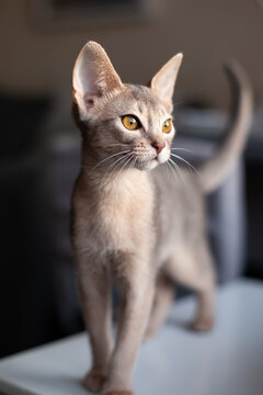 Portrait of abyssinian blue cat at home. Curious three month old kitten of blue color with big yellow eyes. Pets care. World cat day. Vertical image. Selective focus.