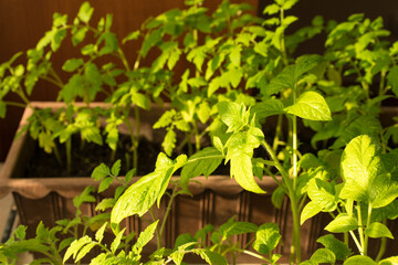 Tomatoes seedlings in plastic pots on window sill under sun light. Growing young green tomatoes plants at home. Homegrown products. Balcony gardening. Selective focus