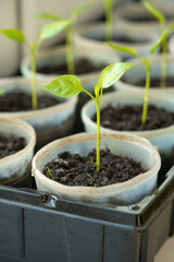 Vertical image of bell pepper seedlings in plastic pots on window sill under sun light. Growing young green tomatoes plants at home. Homegrown products. Balcony gardening. Selective focus