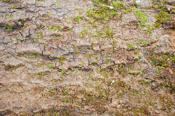 A fragment of the texture of a section of the bark of an aspen tree. Green moss growing on aspen...
