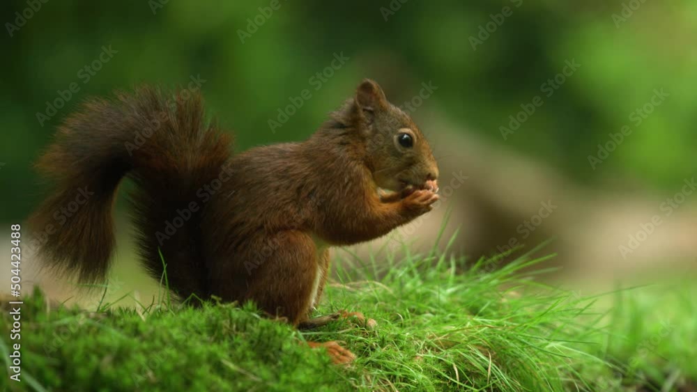 Poster slow motion macro close up of red squirrel eating a hazelnut quickly