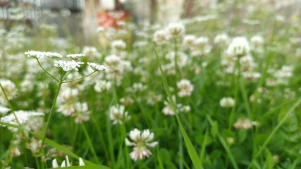 field of daisies