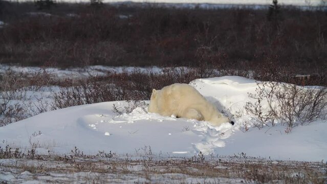 Polar bear stretch and yawn after nap in snow; remote countryside