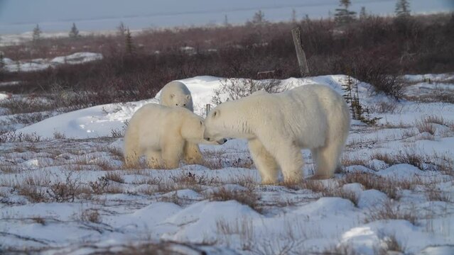 Graceful polar bear family with pure white fur walk over snowy area
