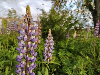 flowers in the field