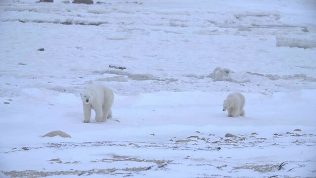 Polar bear with with cub walk over inhospitable snowy landscape