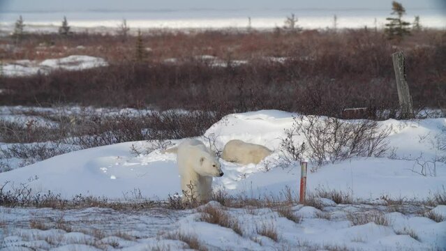 Polar bears clown around in shallow snow pit after day nap; Canada