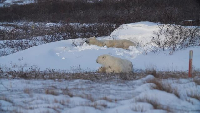 Family of polar bears waking up from a daytime nap in shallow snow pit