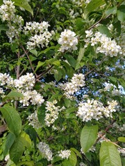 white cherry blossom