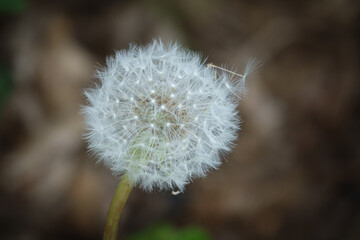 one close up of a dandelion