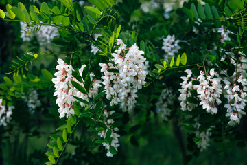 
Blooming white acacia (Robinia pseudoacacia) in May 
