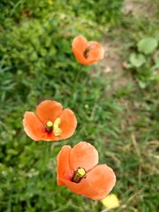 red poppy flower
