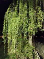 willow spring