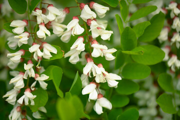 
Blooming white acacia (Robinia pseudoacacia) in May 
