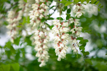 
Blooming white acacia (Robinia pseudoacacia) in May 
