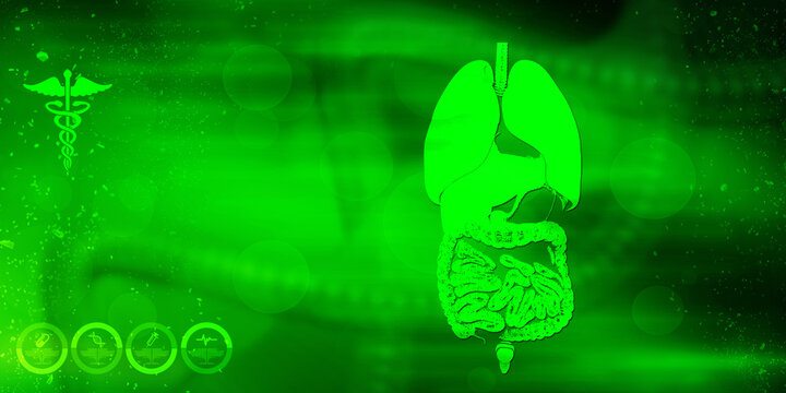 
2d illustration human digestive system