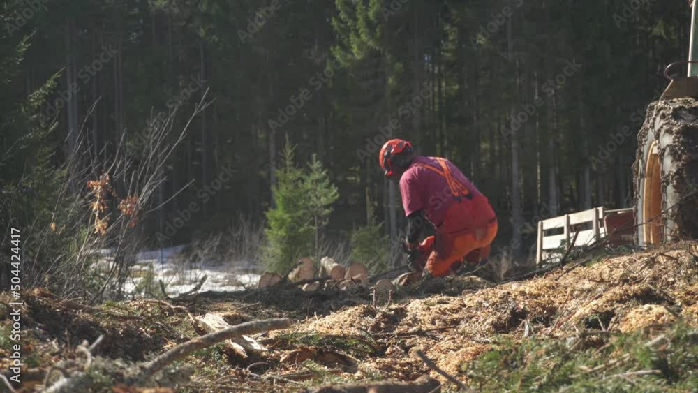 Poster logger cut trees in the forest with chainsaw. - wide static