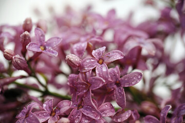 Obraz premium wet lilac flowers after the rain