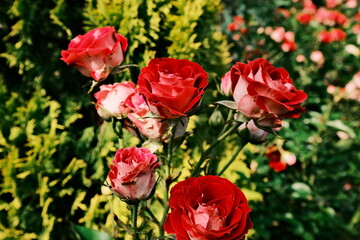Obraz premium red roses
