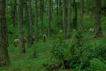 The horses are leisurely grazing in the pine forest