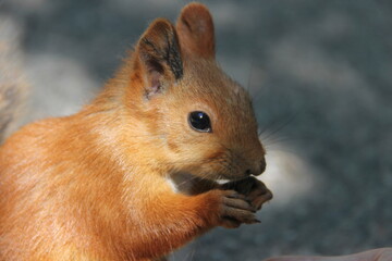 Obraz premium squirrel eating nut