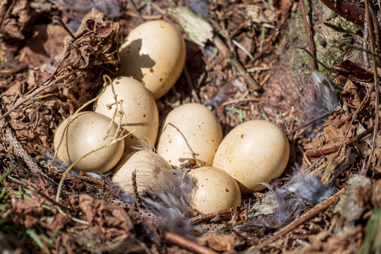 Eggs of a wild hazel grouse in a nest on the ground in the woods