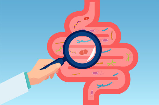 Vector of doctor examining gastrointestinal tract, bowel, digestive system
