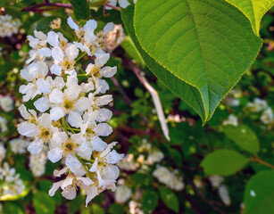 white blooming bird cherry