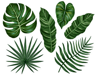 Tropical jungle leaves set. Monstera, palm leaves. Realistic hand drawn illustration. Isolated on white.