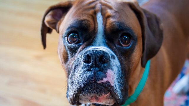 Fawn boxer dog face close up - sweet eyes, eagerly awaiting a snack