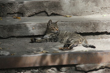 Obraz premium cat on the stairs