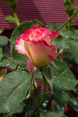 Bouton de rose et feuillage couvert de bouillie bordelaise