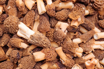 Morel mushrooms collected in the spring forest, top view