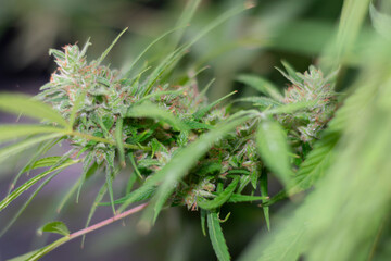 marijuana flower in the foreground to its crystals and orange cotyledons
