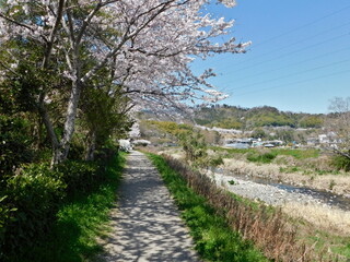 桜が咲く芥川沿いの遊歩道(大阪府高槻市の芥川清水緑道で2022年4月撮影)