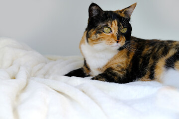 close-up of old brown tricolor domestic cat lies on white soft plush coverlet in bedroom, concept...