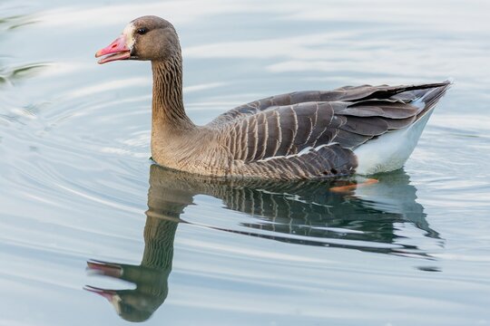 Close up image of the greater white-fronted goose with pink beak swimming in a lake. Reflection of the bird in blue water.