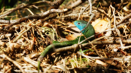 Naklejka na ściany i meble European green lizard in the Franchard gorges. fontainebleau forest