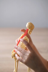close-up of hands of child examining plastic model of human skeleton, an anatomical manual for...