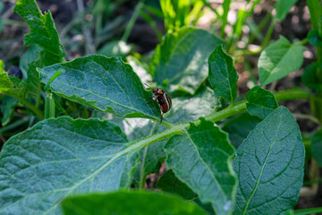 The Colorado potato beetle eats young potato leaves. Pests destroy crops in the field. Parasites in the wild and agriculture.